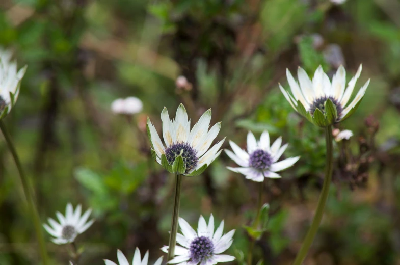 some very pretty white flowers on a field