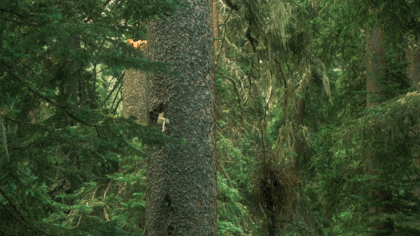 an animal standing in the tree next to a forest