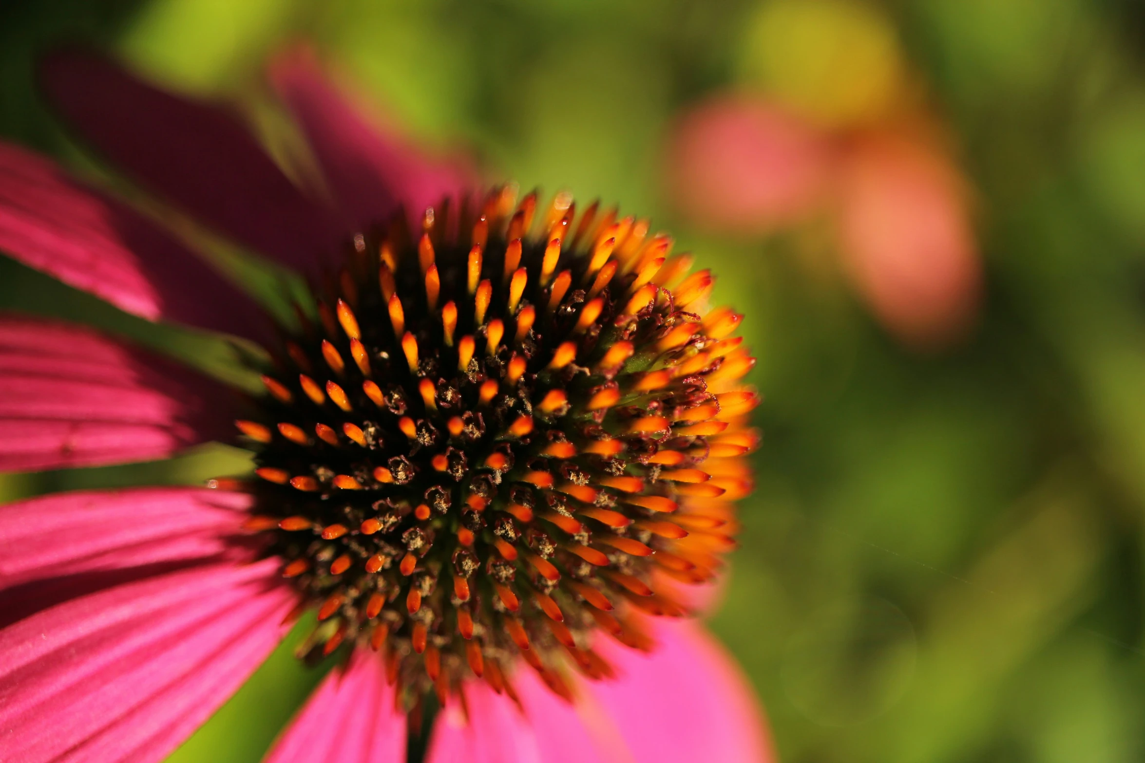 a pink flower with yellow pollen in it's center