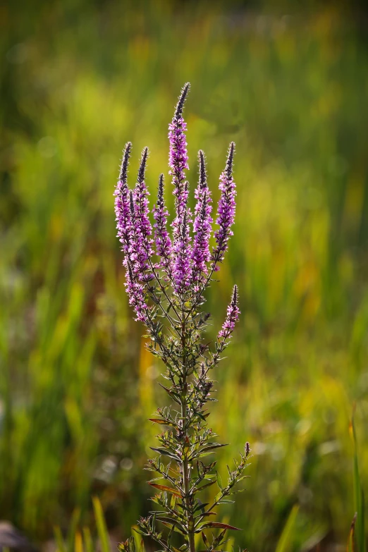 purple flowers standing in a field next to a grass covered field