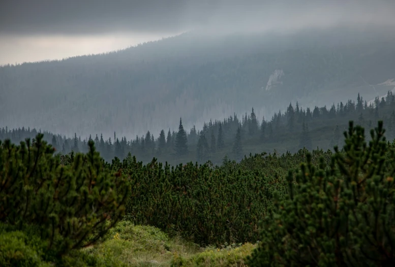 trees with tall green leaves near a mountain side