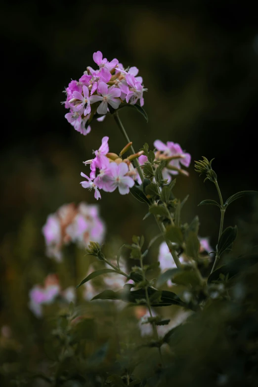 there is a little pink flower growing from a twig