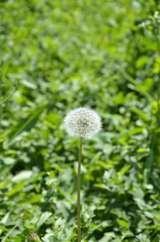 a dandelion sitting in a grassy field with green background