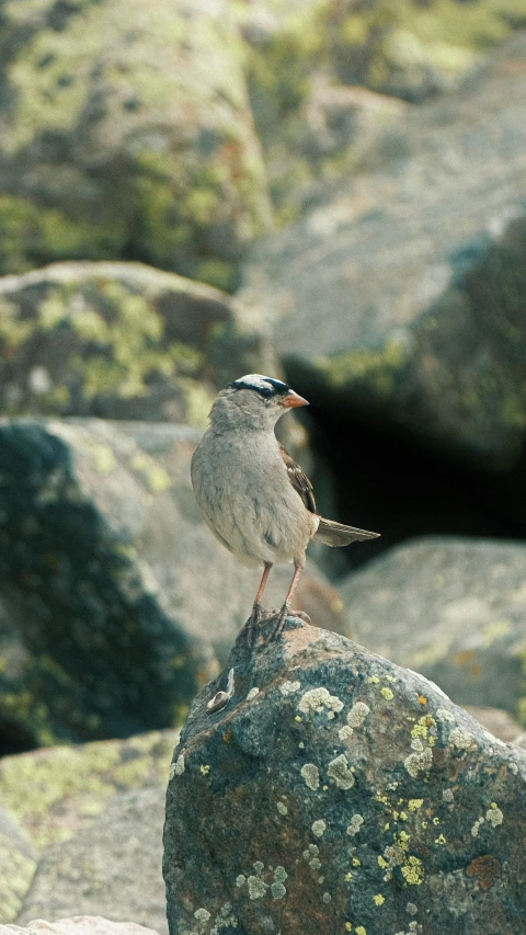 a little bird sitting on a large rock