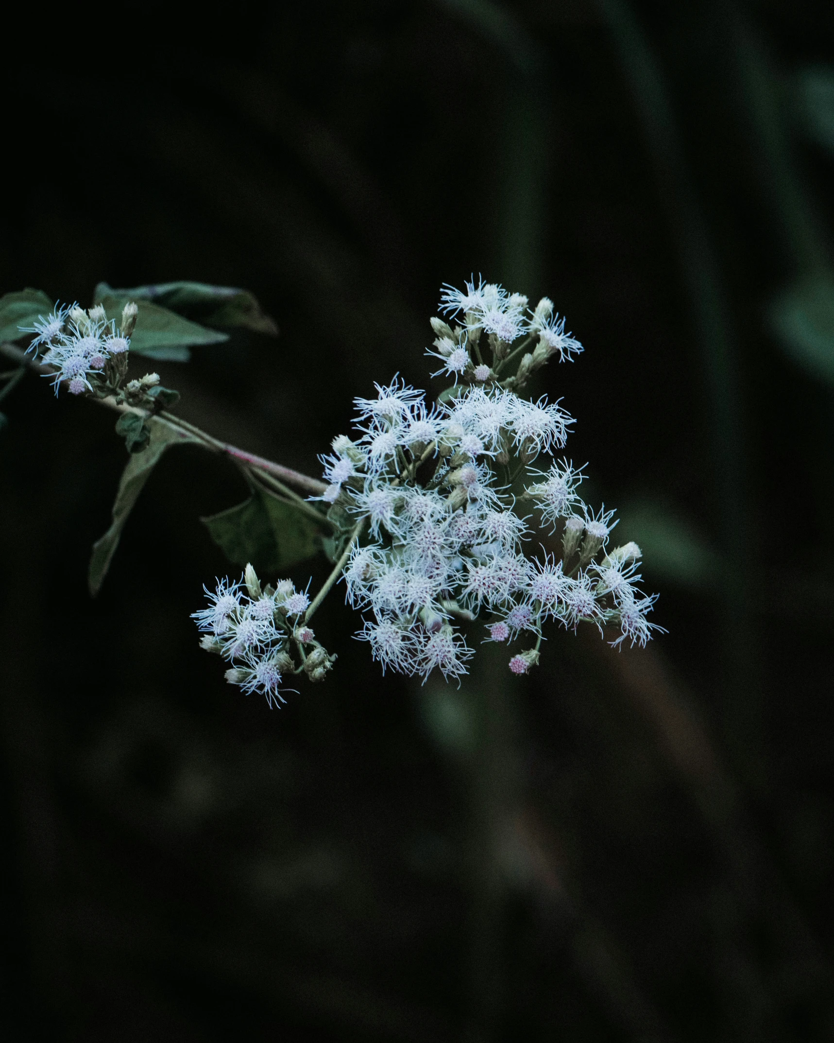 a nch with very thin white flowers on it