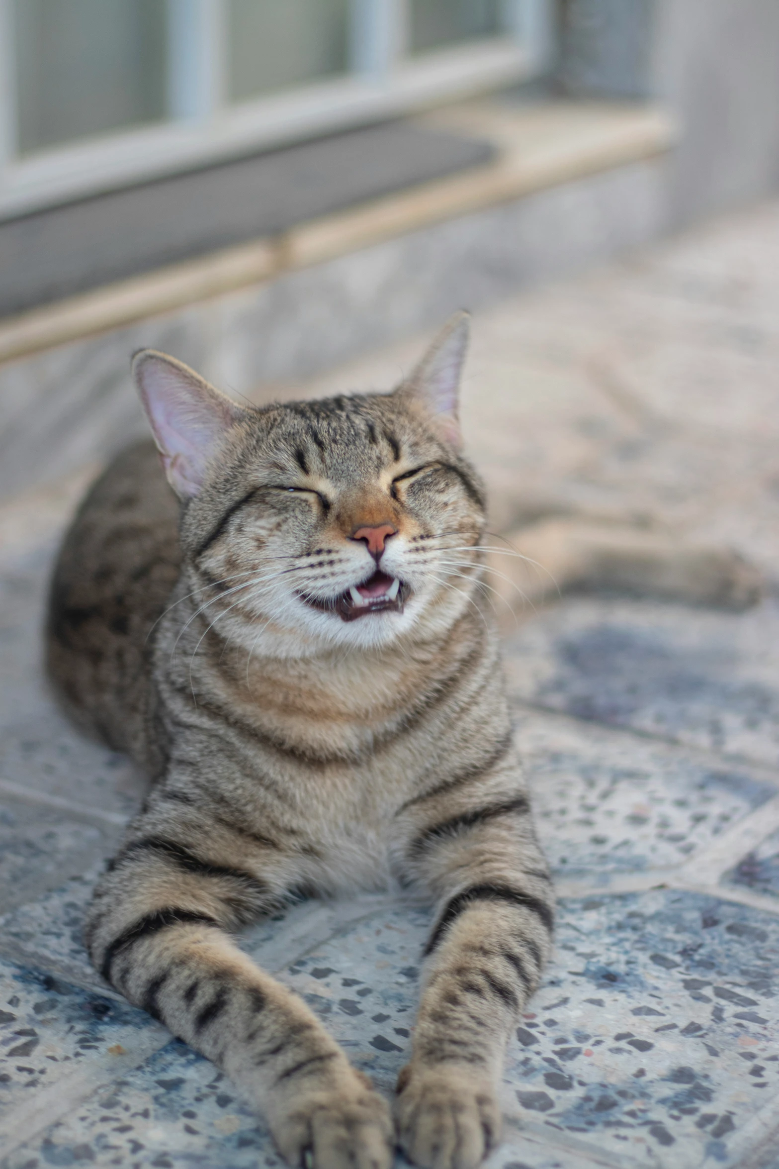 cat smiling and sitting on the tile floor