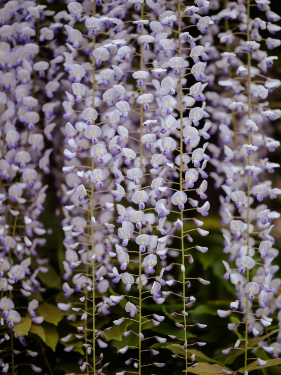 beautiful flowers blooming on stems next to a tree