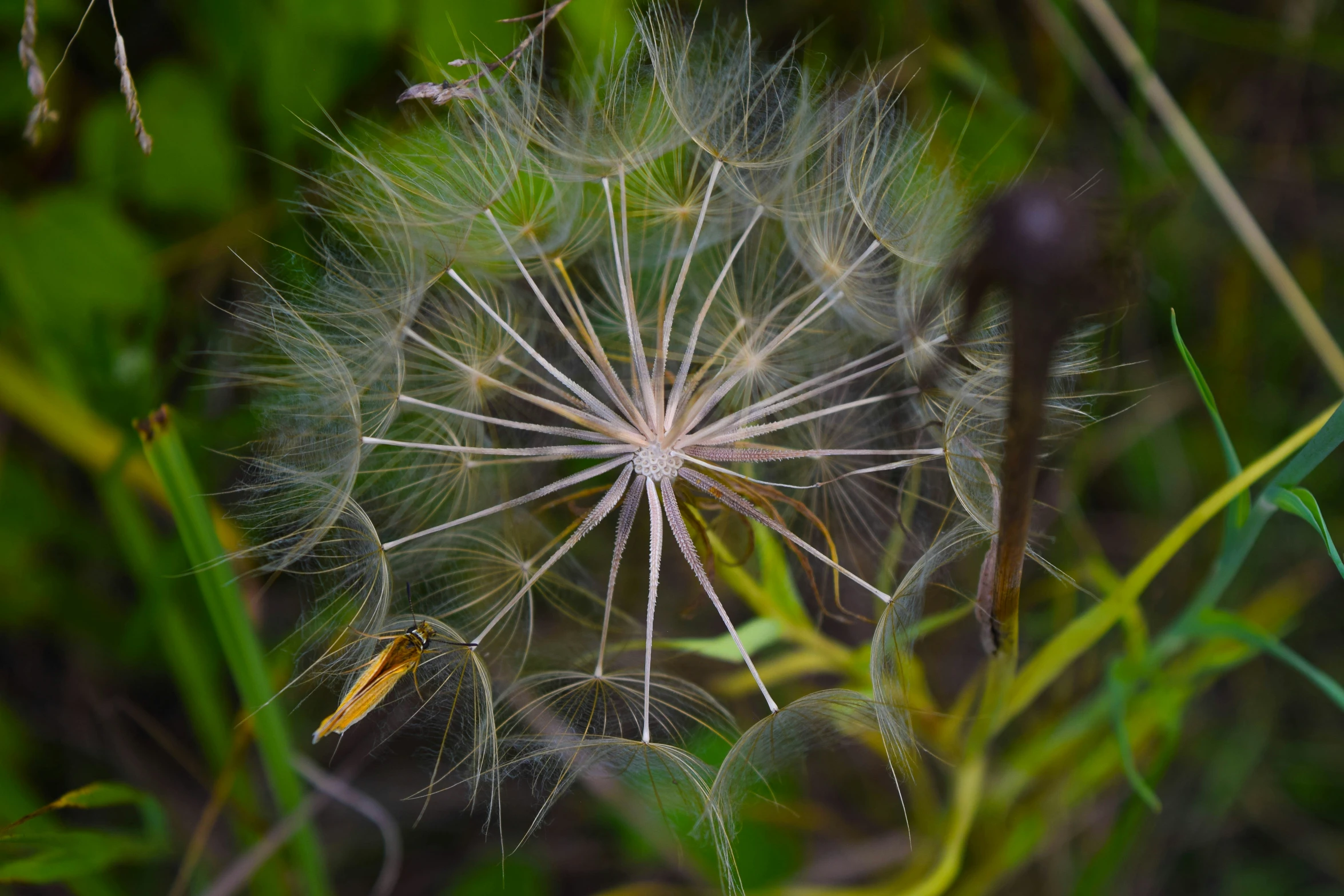 a dandelion in a field that looks green