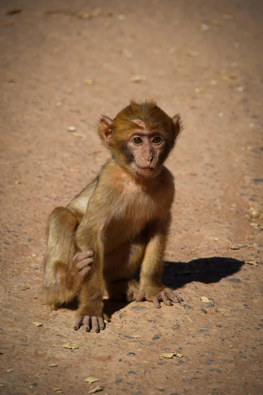 a baby monkey sitting on top of a sandy ground