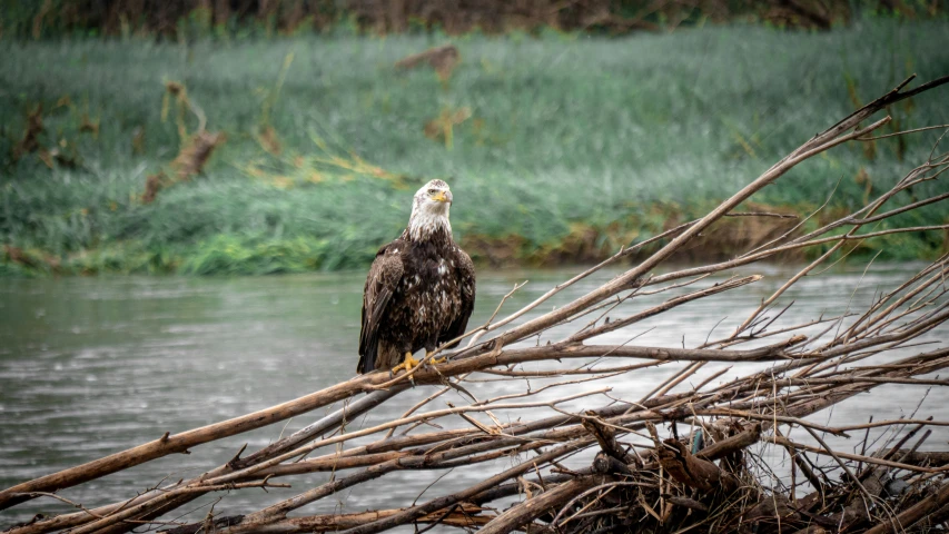 an eagle perched on top of a nch over water