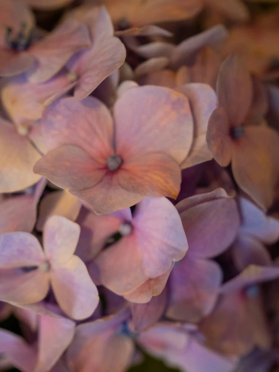 an abstract pograph with a bunch of lilacs in the foreground