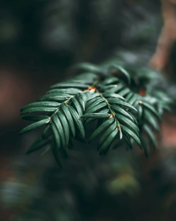 a palm leaf with little bumps on the green leaves