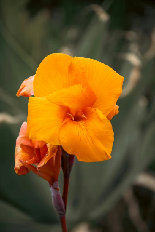 a close up of a single flower