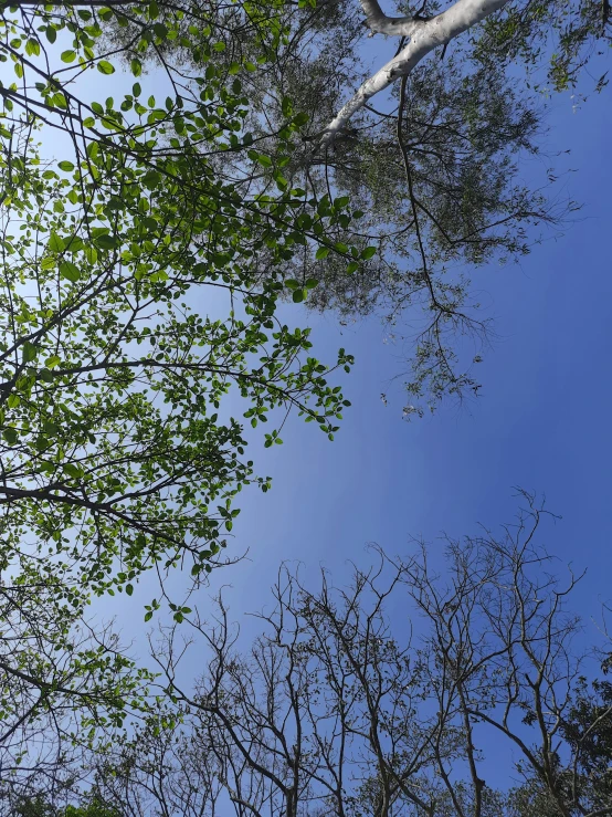 looking up at trees on a blue day