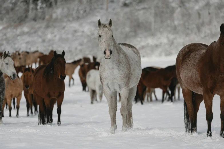 there are many horses in the snow with some trees in the background