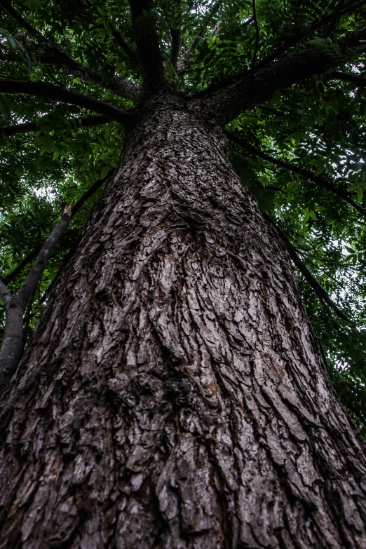 a large tree with lots of trees behind it