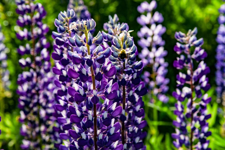 purple flowers with green leaves in the background