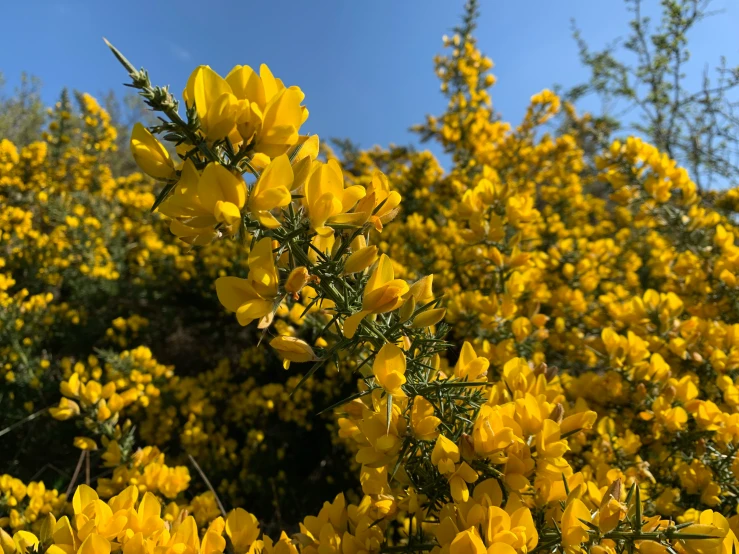 yellow flowers that are growing in the grass