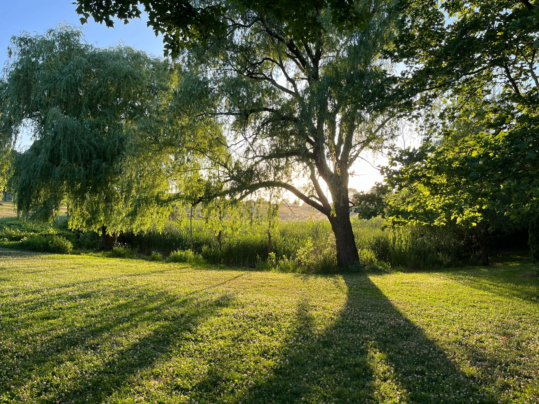 a small tree casts a long shadow on the grass