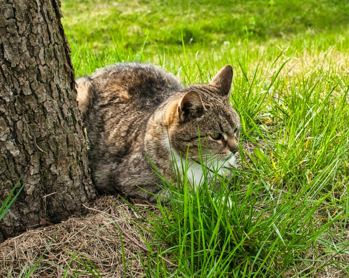 a cat laying next to a tree in the grass