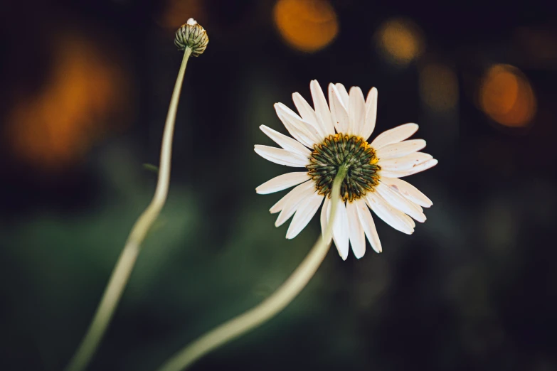 a lone daisy plant with blurry background