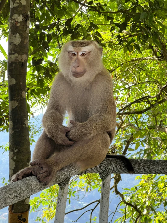 a long tailed monkey sits on top of a tree