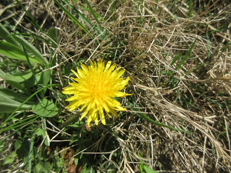 a bright yellow flower is growing in the grass