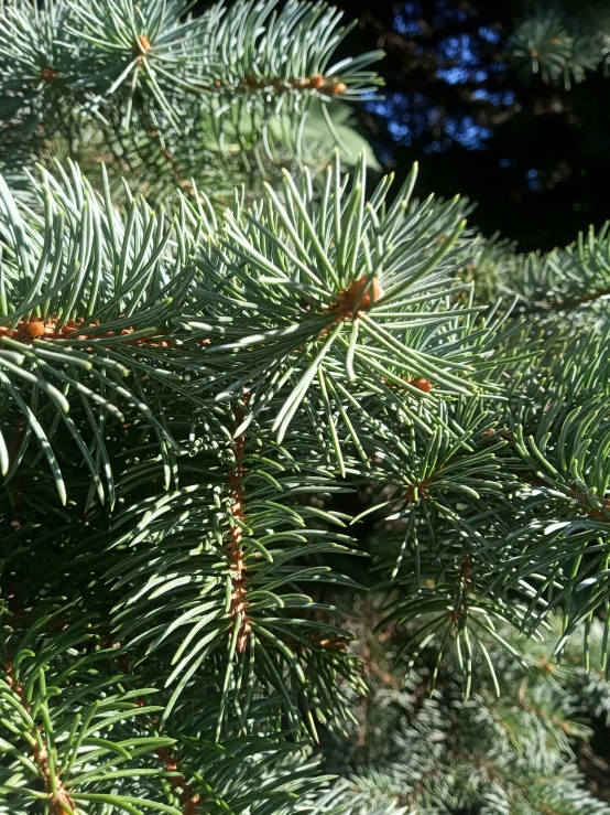 a pine tree nch with the needles of their nches