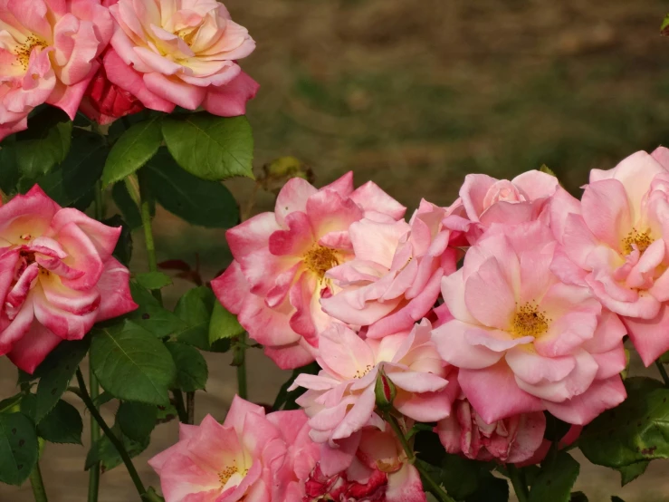 a bush with large pink flowers on it