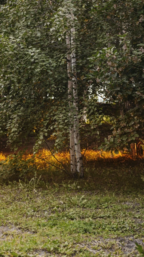 a row of trees near a dirt road