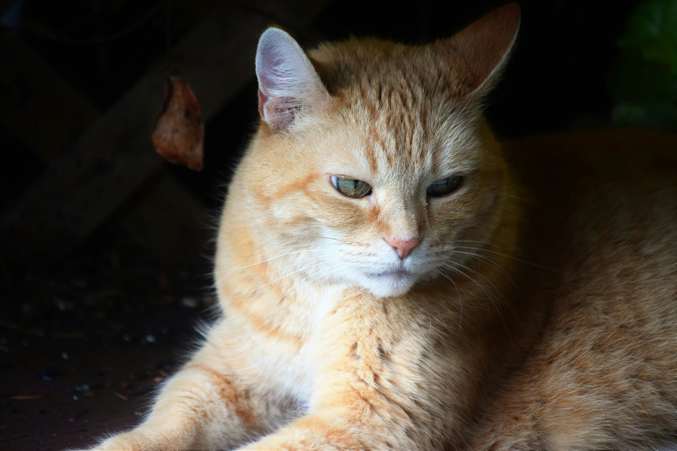 a close up of a cat laying on the ground