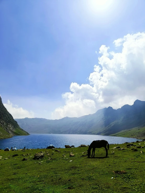 there is a black horse on the grass by water