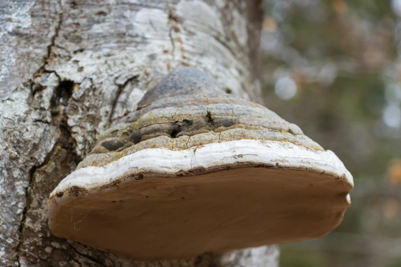 a tree with many patches of dirt growing on it