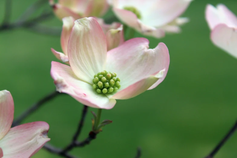 two pink flowers are blooming in a tree