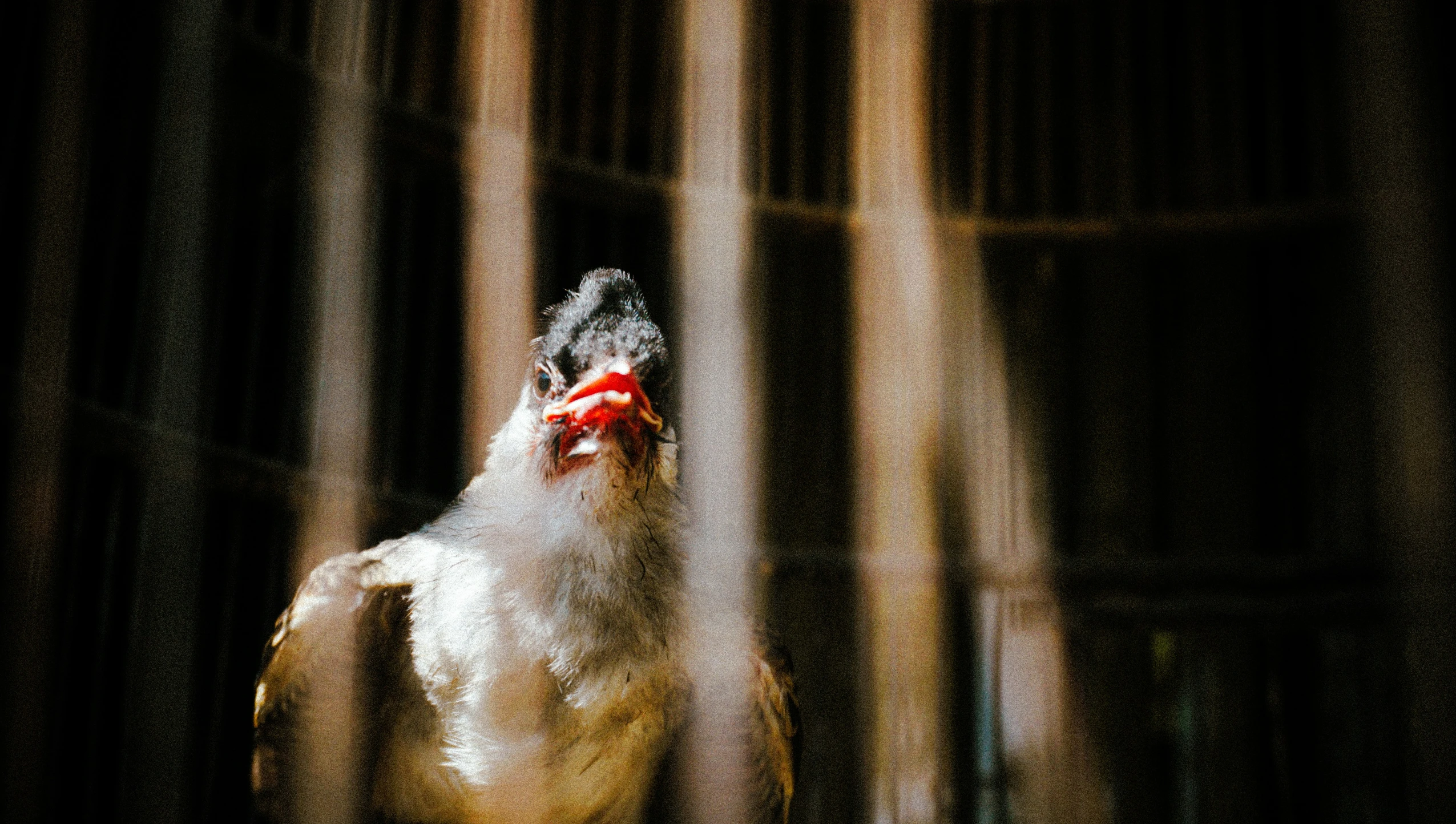 the white rooster stands in front of a tall curtain