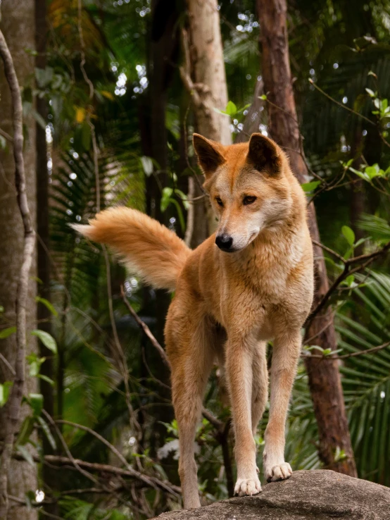 a close up of a small dog standing on a tree