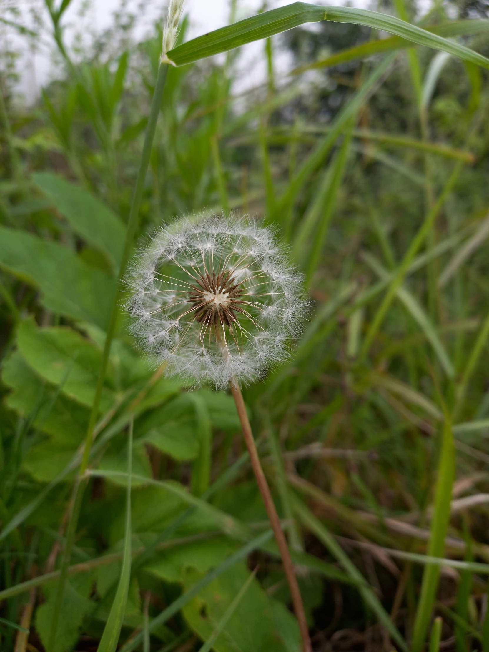 a dandelion looking like it is floating in the air