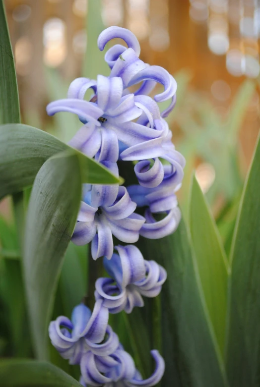 blue flowers are growing out of the grass