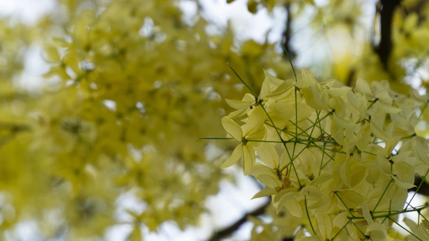 yellow flowers with green stems on a tree