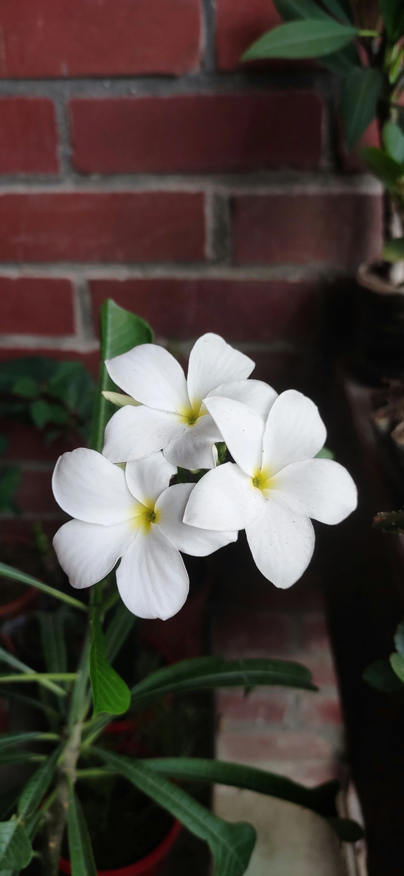 white flowers are blooming next to a brick wall