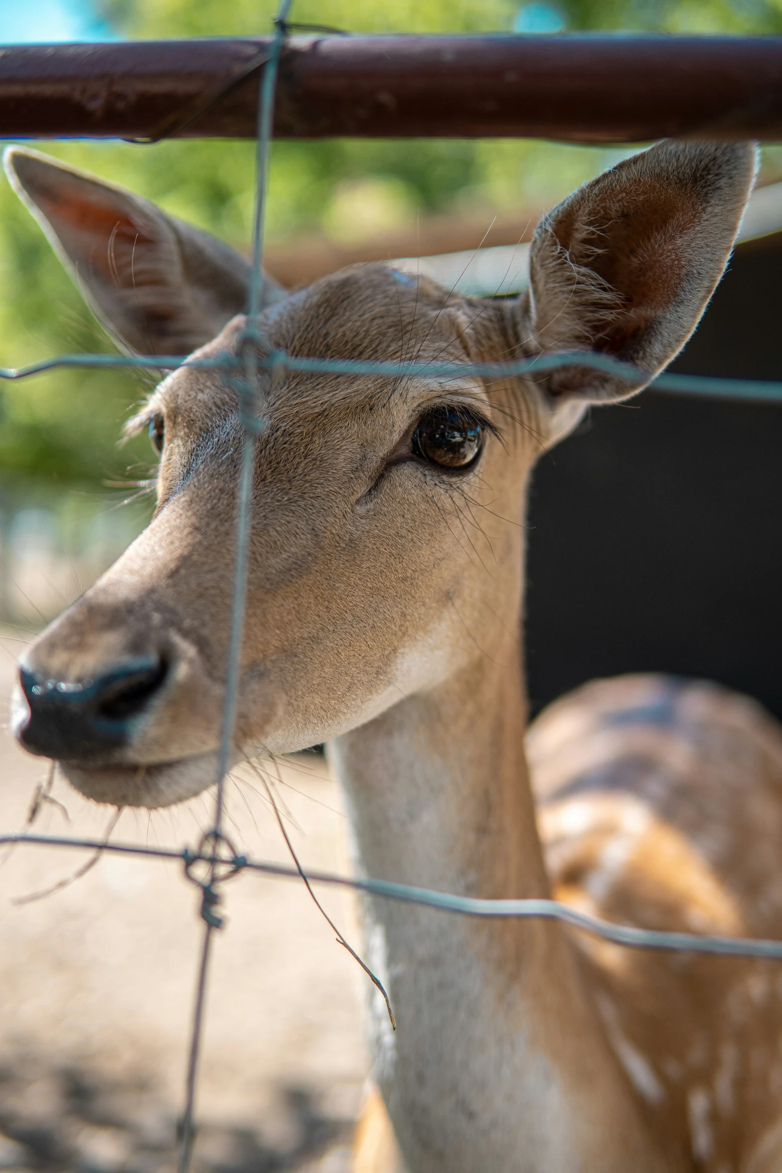 the fawn looks sad behind the fence