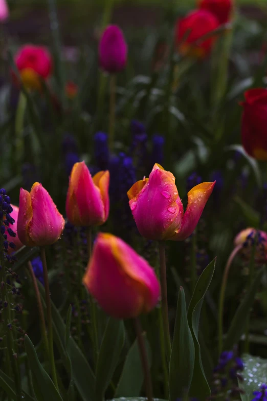 colorful flowers with purple, red and pink petals