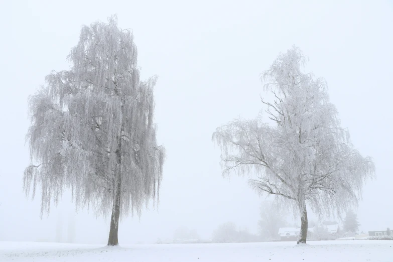 two trees covered in snow on a snowy day