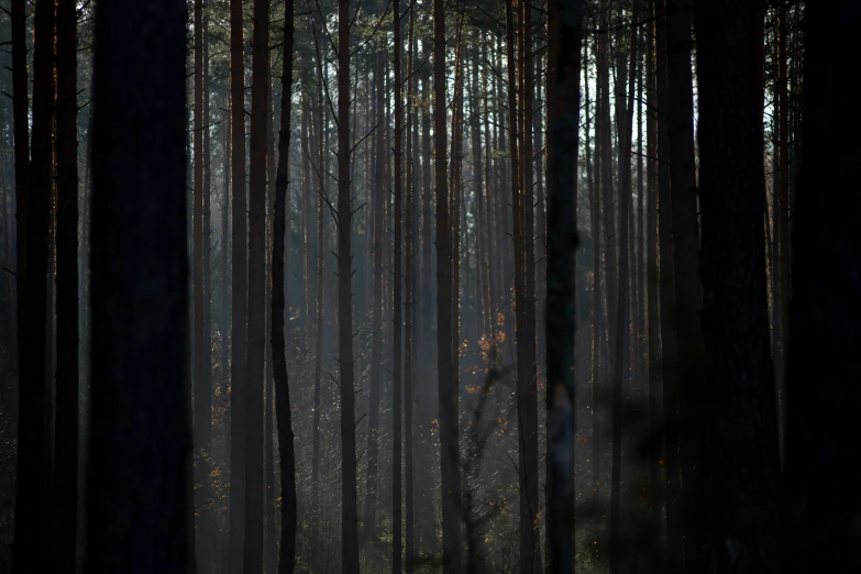 the sun shines through a dark, heavily forest