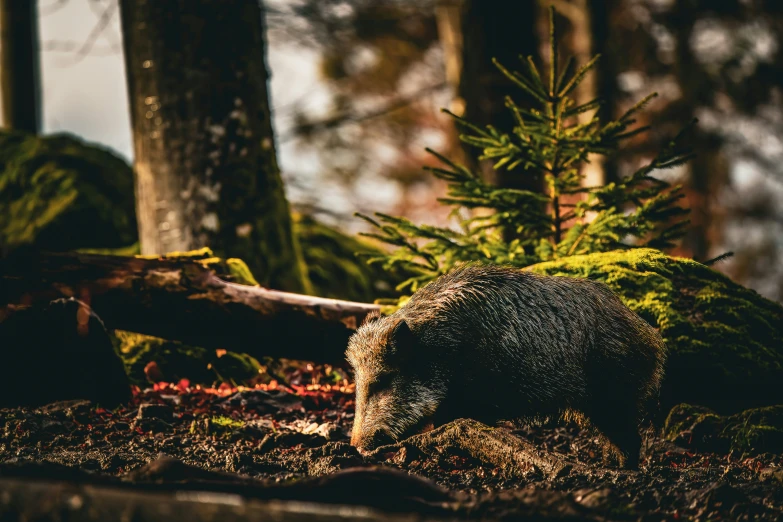 small animal walking across the forest with trees in the background