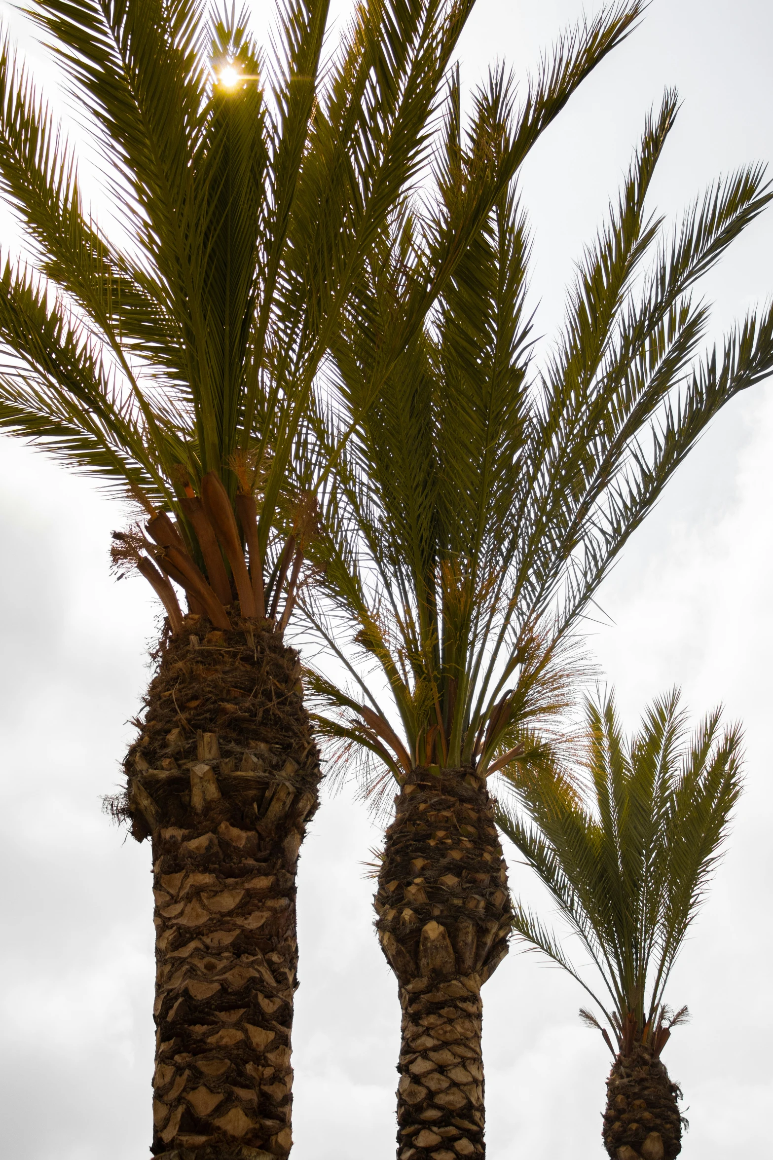 two palm trees have multiple nches arranged around them