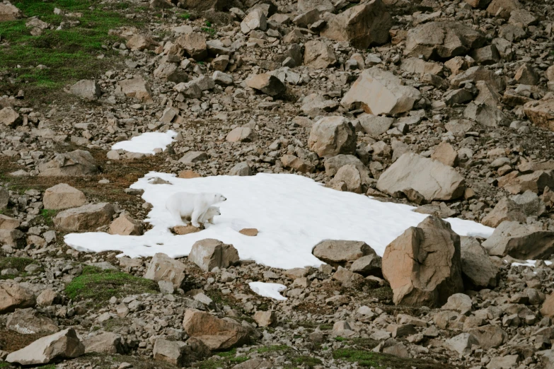 an animal walking in a rocky area with snow on rocks