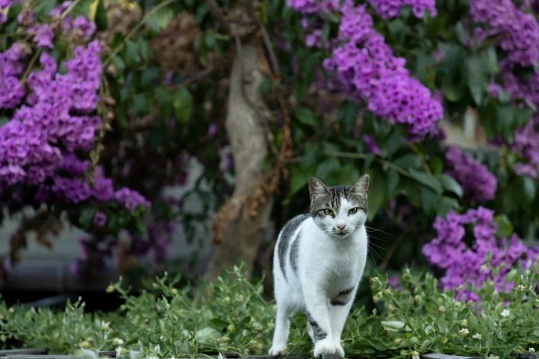 the grey and white cat has its picture taken