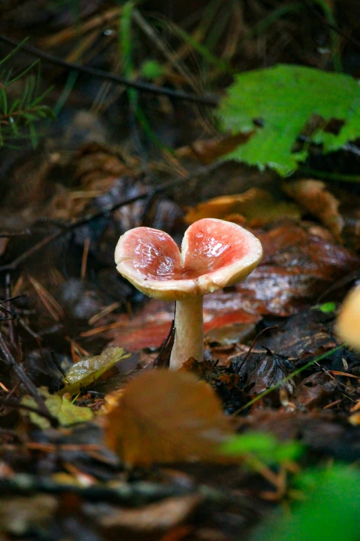 a small mushroom is growing in the middle of a forest