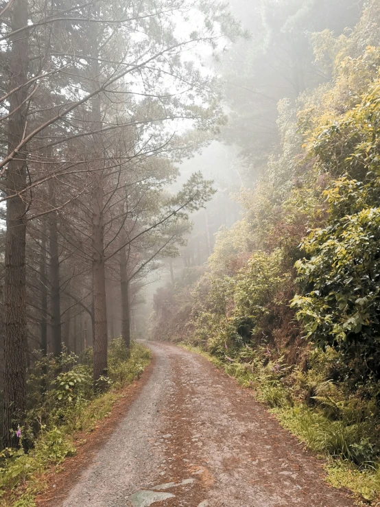 the woods and path are covered by thick, green and fog